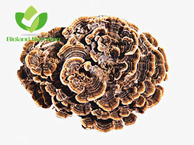 Coriolus versicolor, cut/crushed/ground