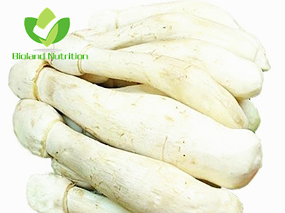 Coprinus comatus, cut/crushed/ground