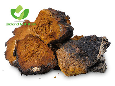 Chaga mushroom, cut/crushed/ground