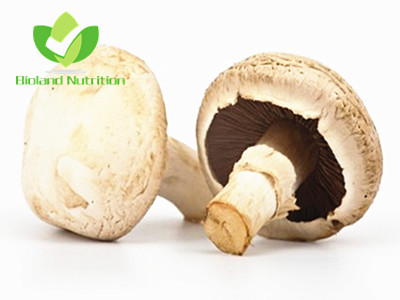Agaricus bisporus, cut/crushed/ground