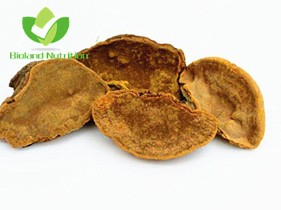 Phellinus igniarius, cut/crushed/ground