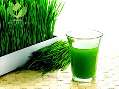 Green Barley grass powder, Wheat grass powder