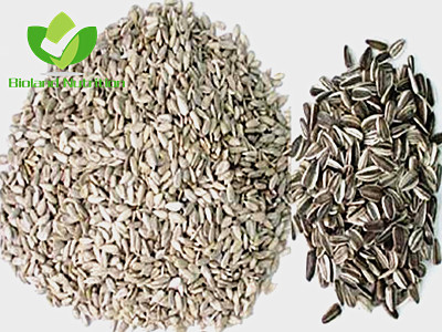 Sunflower seeds & kernels